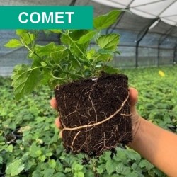 Comet