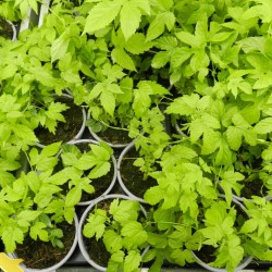 Pieds de houblon en mai