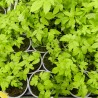 Pieds de houblon en mai