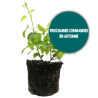 Plant de houblon Centennial