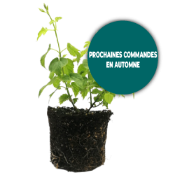 Plant de houblon Willamette