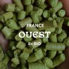 Nugget BIO