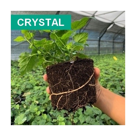 Crystal