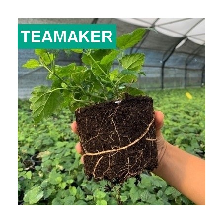 Teamaker