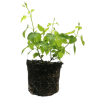 Plant de houblon golding