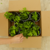 pack plants de houblon