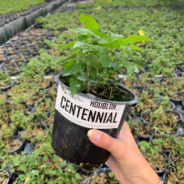 plant de houblon centennial