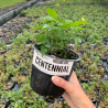 plant de houblon centennial
