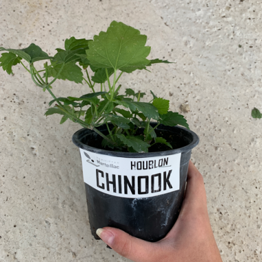 plant de houblon chinook