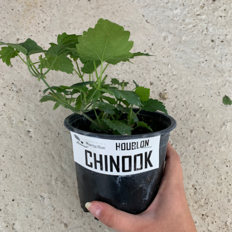 plant de houblon chinook