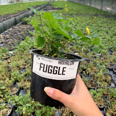 Plant de houblon fuggle