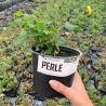 Plant de houblon Perle