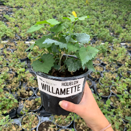 Plant de houblon willamette Plant de houblon willamette