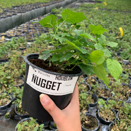 Plant de houblon nugget