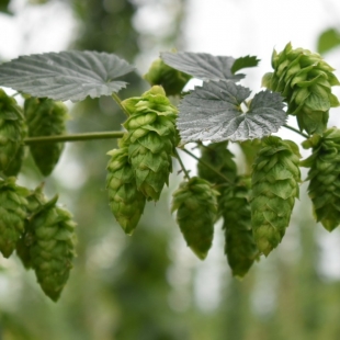 Houblon Bio : une demande importante, peu d'offre