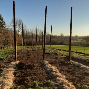 Micro-houblonnière : se lancer dans la culture du houblon