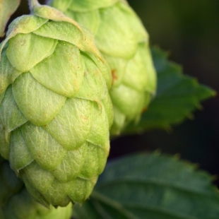 Houblon – Tout savoir sur ses bienfaits et son utilisation