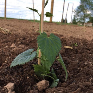 Planter mes plants de houblon pour faire ma bière 