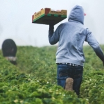 Cultiver le houblon bio dans une ferme diversifiée : la clé de la réussite ?