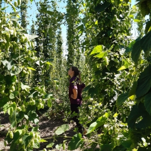Le houblon en France