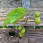 Planter du houblon dans son jardin