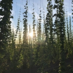 Planter du houblon en BIO