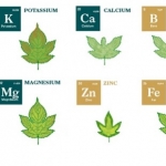 Les carences du houblon