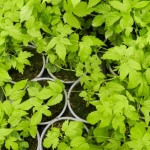 Comment choisir les variétés de houblon à planter chez soi ?
