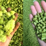 Les différentes formes de houblon