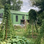 Ferme urbaine : une micro-houblonnière à Bègles