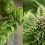 Le houblon cousin du cannabis