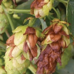 Les bioagresseurs du houblon - Les connaître pour les éviter